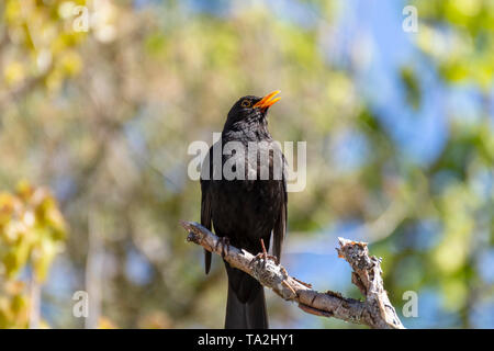 Blackbird Singing assis sur une branche, Rameau , photo du nord de la Suède. Banque D'Images