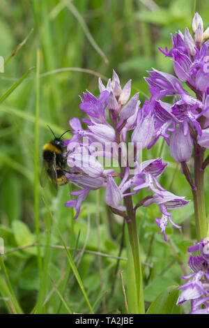 Bumblebee on a military orchid (Orchis militaris) au bois Homefield, España Banque D'Images