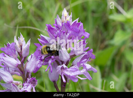 Bumblebee on a military orchid (Orchis militaris) au bois Homefield, España Banque D'Images