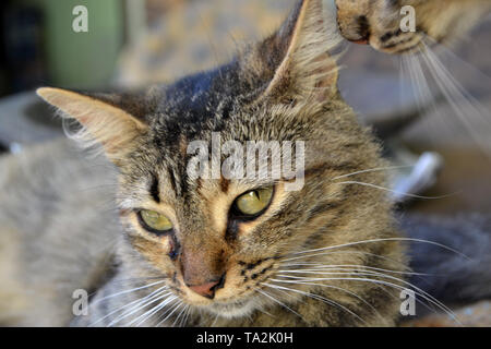 Cute cat tricolore Banque D'Images