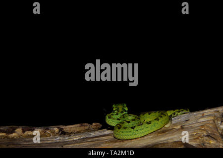 Journal de mort sur Snake Banque D'Images