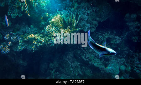 Belle iamge subaquatique d'anémones et coraux poussant sur les récifs tropicaux. Énormément de poissons nageant dans la mer Rouge Banque D'Images