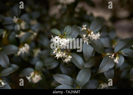 Fleurs odorantes blanc de burkwood arbustes Osmanthus Banque D'Images