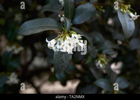 Fleurs odorantes blanc de burkwood arbustes Osmanthus Banque D'Images