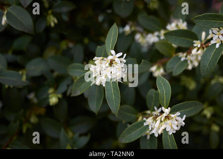 Fleurs odorantes blanc de burkwood arbustes Osmanthus Banque D'Images