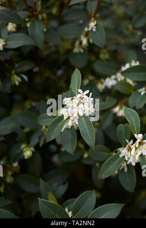 Fleurs odorantes blanc de burkwood arbustes Osmanthus Banque D'Images