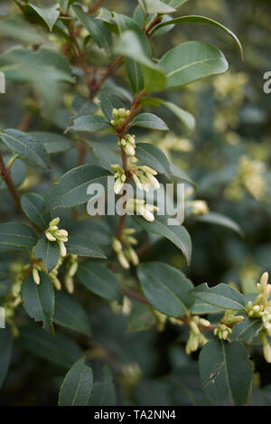 Fleurs odorantes blanc de burkwood arbustes Osmanthus Banque D'Images