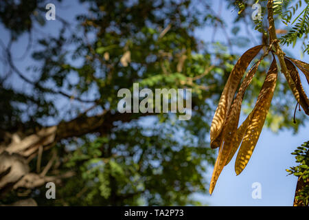 Acacia dans le soleil du matin, gros plan sur les graines Banque D'Images