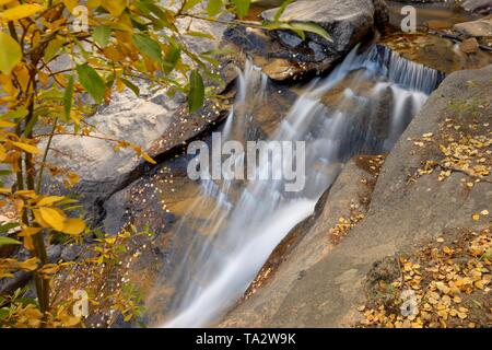 Automne Mountain Creek - vue rapprochée d'un ruisseau de montagne à Fall River au-dessus de Chasm Falls dans la région de Rocky Mountain National Park. Dans le Colorado, aux Etats-Unis. Banque D'Images