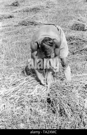 Un jeune homme bottes sur un champ de céréales dans le cadre du Landdienst (Agricultural Service) de la Deutsche Freischar. Banque D'Images