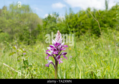 Orchidée militaire (Orchis militaris), une rare, fleurs sauvages dans son habitat de compensation forestiers, bois Homefield, España, durant le mois de mai Banque D'Images
