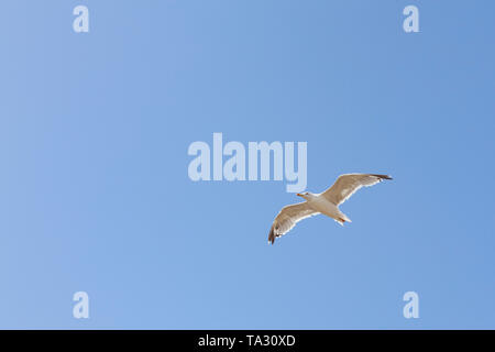 Une mouette en vol sur un ciel bleu Banque D'Images