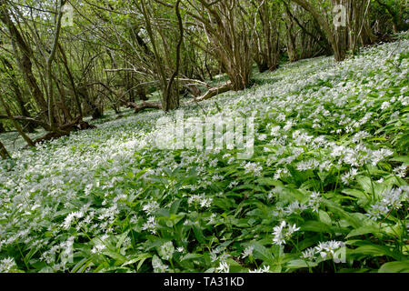 Bois de printemps avec tapis de Ramsons ou l'ail des ours - Allium ursinum Mendip Hills, Somerset Banque D'Images