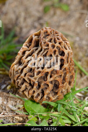 Champignon comestible Morel - Morchella esculenta Braunton Burrows, Devon Banque D'Images