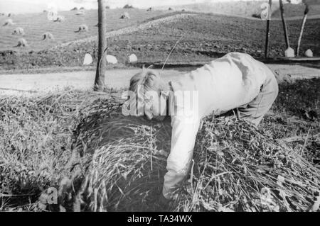 Un jeune homme bottes sur un champ de céréales dans le cadre du Landdienst (Agricultural Service) de la Deutsche Freischar. Banque D'Images