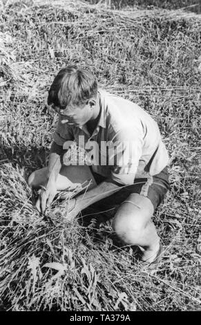 Un jeune homme bottes sur un champ de céréales dans le cadre du Landdienst (Agricultural Service) de la Deutsche Freischar. Banque D'Images