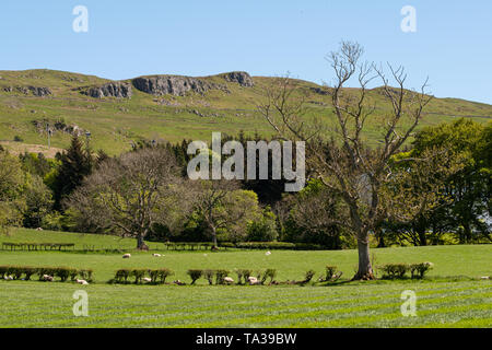 Colline de roches pourrait derrière la ville de Largs Ecosse à Ayrshire typique sur les terres agricoles avec les jeunes agneaux, arbres et haies dans la distance agai Banque D'Images