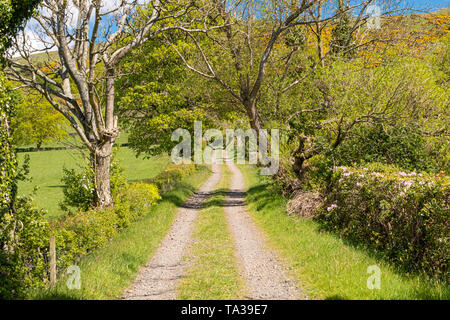 Colline derrière la ville de Largs Ecosse et bordée de couverture chemin non goudronné sinueux menant à travers les arbres en été Banque D'Images