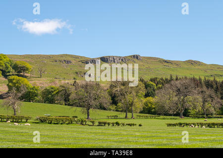 Colline de roches pourrait derrière la ville de Largs Ecosse à Ayrshire typique sur les terres agricoles avec les jeunes agneaux, arbres et haies dans la distance agai Banque D'Images