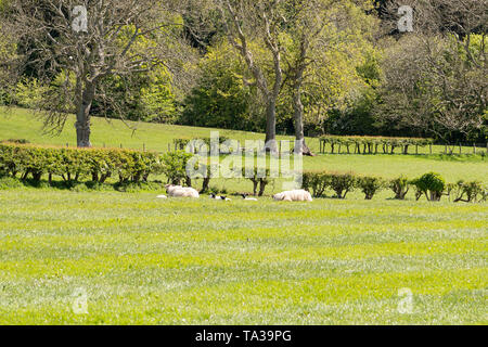 Largs en Ecosse à la recherche sur les terres agricoles de l'Ayrshire typique avec des arbres et des haies et les jeunes agneaux nouveau-né se reposant dans le soleil écossais Banque D'Images