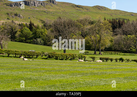 Largs en Ecosse à la recherche sur les terres agricoles de l'Ayrshire typique avec des arbres et des haies et les jeunes agneaux nouveau-né se reposant dans le soleil écossais Banque D'Images