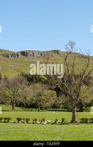 Colline de roches pourrait derrière la ville de Largs Ecosse à Ayrshire typique sur les terres agricoles avec les jeunes agneaux, arbres et haies dans la distance agai Banque D'Images
