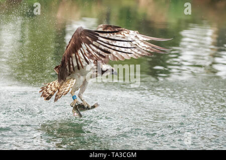 L'Osprey ou plus particulièrement l'ouest de l'Osprey - également appelé Sea Hawk, rivière hawk, et poissons - est un faucon, oiseau de proie. Banque D'Images