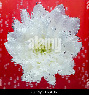 Chrysanthème blanc couverte par des bulles d'eau sur fond rouge avec selective focus Banque D'Images