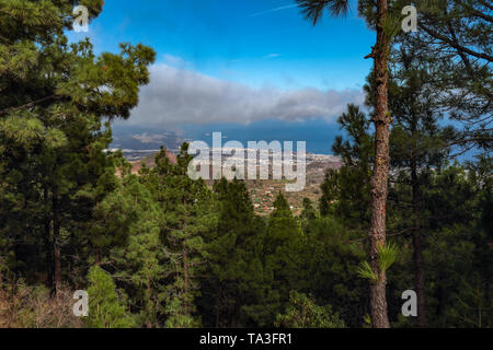 Vue de Santa Cruz de Tenerife à partir de la forêt de pins de montagne, Tenerife, Espagne Banque D'Images