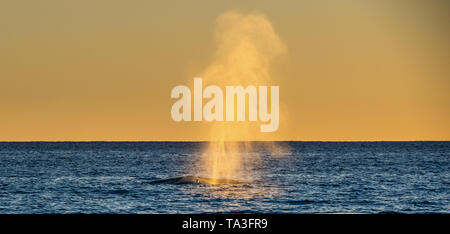 La baleine représente la fontaine de la vapeur sur fond de ciel coucher de soleil. Des baleines fontaine puissant tout en respirant après la plongée dans la mer. W à bosse Banque D'Images