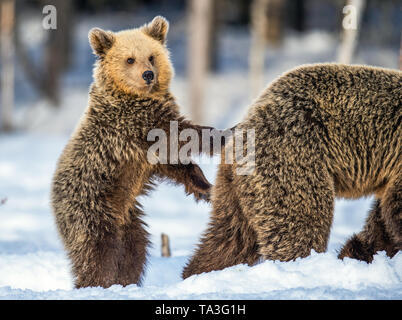 She-Bear et ourson sur la neige. Ourson debout sur ses pattes arrière. Ours brun en hiver la forêt. L'habitat naturel. Nom scientifique : Ursus arctos Ar Banque D'Images