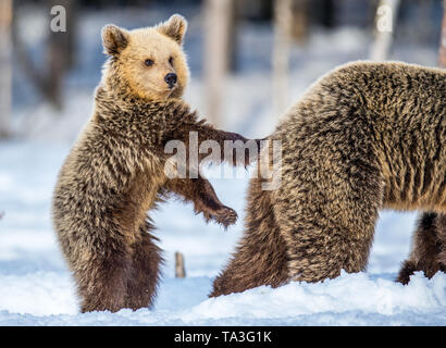 She-Bear et ourson sur la neige. Ourson debout sur ses pattes arrière. Ours brun en hiver la forêt. L'habitat naturel. Nom scientifique : Ursus arctos Ar Banque D'Images