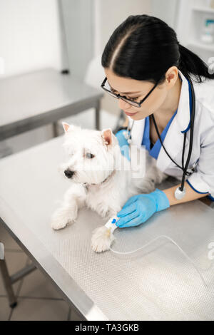 Chien blanc couché sur la table en métal alors que la configuration de l'EFP le goutte-à-goutte Banque D'Images