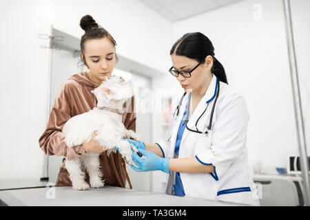 Vet prendre échantillon de sang de chien blanc debout près de propriétaire Banque D'Images