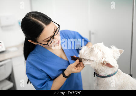 Femme travaillant dans des cliniques vétérinaires toilettage chien blanc Banque D'Images