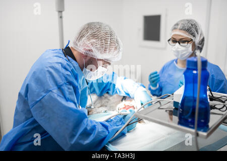 Sous-verres en aidant l'EFP dentiste chien d'exploitation Banque D'Images