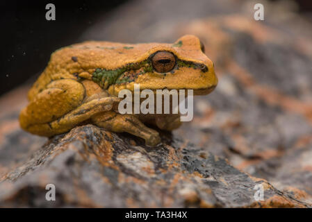 L'Abra Acanacu marsupial frog (Gastrotheca excubitor) est une espèce endémique et menacée frog trouvés dans la puna andine du Pérou dans la prairie. Banque D'Images