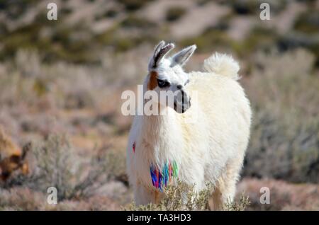 Lama glama, lama, Chili, Désert d'Atacama Banque D'Images