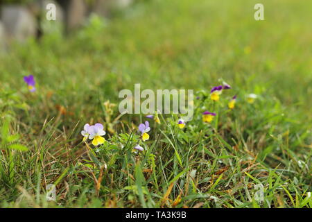 Johnny-jump-up de plus en plus l'herbe Banque D'Images