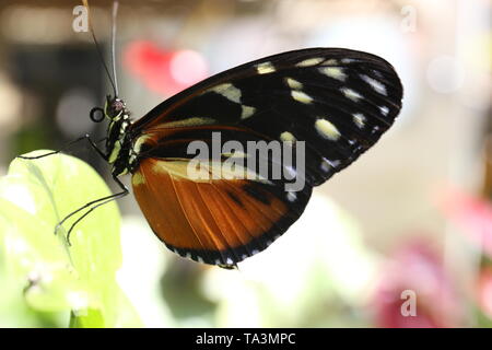 Photo de profil papillon noir et orange avec ses ailes repliées Banque D'Images