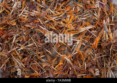 Marigold graines sèches (Mexicain, Aztec marigold souci, calendula africaine) dans une plaque en céramique sur fond coloré. Tagetes erecta. La famille des marguerites. Banque D'Images