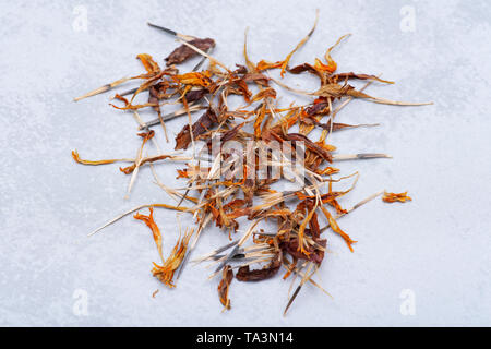 Tas de graines sèches de souci (Calendula Mexicaine, Aztec marigold, marigold africains) sur fond coloré. Tagetes erecta. La famille des marguerites. Banque D'Images