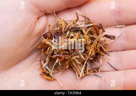 Tas de graines sèches de souci (Calendula Mexicaine, Aztec marigold, marigold africains) sur fond coloré. Tagetes erecta. La famille des marguerites. Banque D'Images