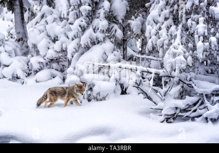 Manteau d'hiver lourds avec Coyote, promenades à travers la neige profonde dans le parc national de Yellowstone Banque D'Images