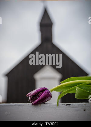 Rose rouge foncé de la mort en face de l'Église Noire en Islande Banque D'Images