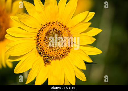 Tournesol toscane avec deux abeilles dans le centre Banque D'Images