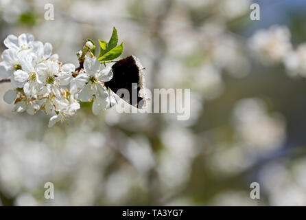 Nymphalis antiopa (Cape de deuil ou de Camberwell beauty) sur une belle branche de cerisier au printemps Banque D'Images