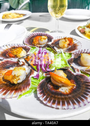 Pétoncles grillés galicien, salade de fruits de mer et vin blanc sur fond blanc. Pétoncle bigarré ibérique (Zamburiñas). Banque D'Images