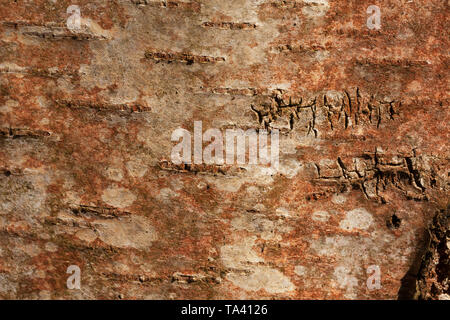 Noir-blanc-rouge, rayé et fissuré, texture naturelle d'écorce de bouleau bouleau russe de l'arrière-plan Banque D'Images