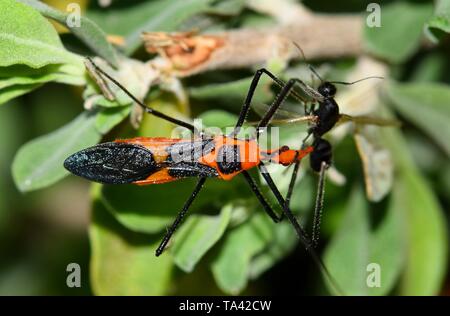 Un Zelus longipes linné insecte, l'Asclépiade ou assassin bug a attrapé une mouche noire d'une certaine sorte et c'est manger dans certains arbustes à Houston, TX. Banque D'Images